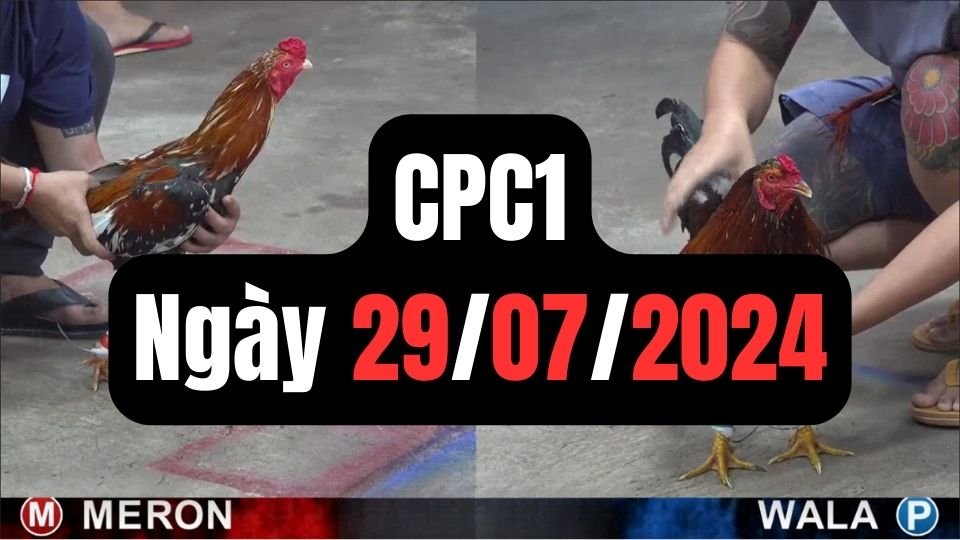 Trực tiếp đá gà thomo CPC1 ngày 29-07-2024