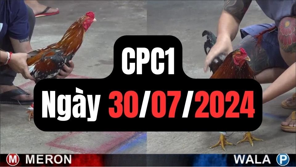 Trực tiếp đá gà thomo CPC1 ngày 30-07-2024