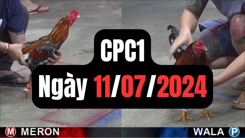 Trực tiếp đá gà thomo CPC1 ngày 11-07-2024