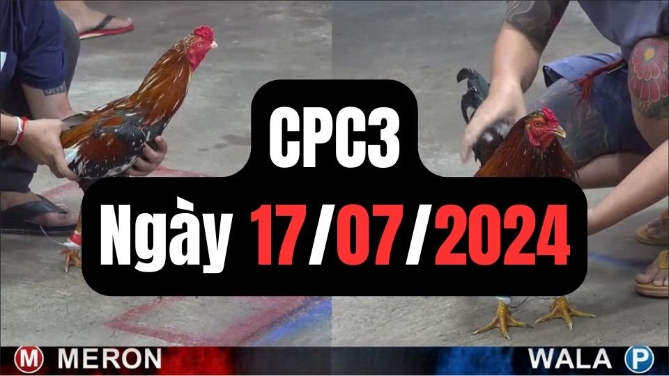 Trực tiếp đá gà thomo CPC3 ngày 17-07-2024