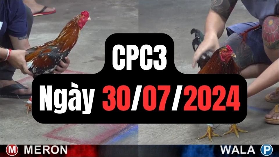 Trực tiếp đá gà thomo CPC3 ngày 30-07-2024