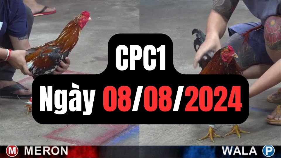Trực tiếp đá gà thomo CPC1 ngày 08-08-2024