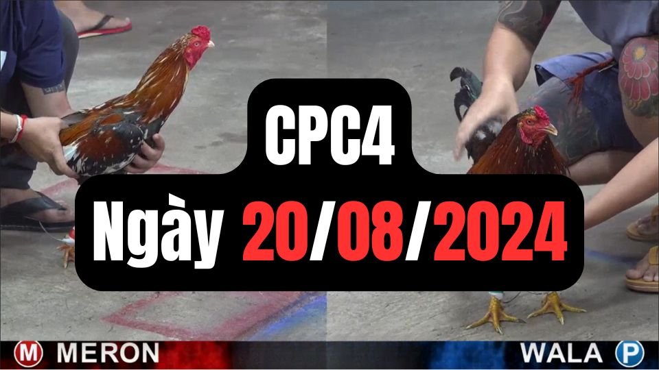 Trực tiếp đá gà thomo CPC4 ngày 20-08-2024