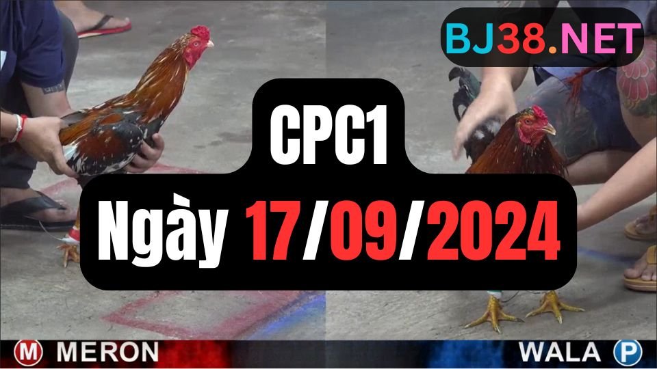 Trực tiếp đá gà thomo CPC1 ngày 17-09-2024