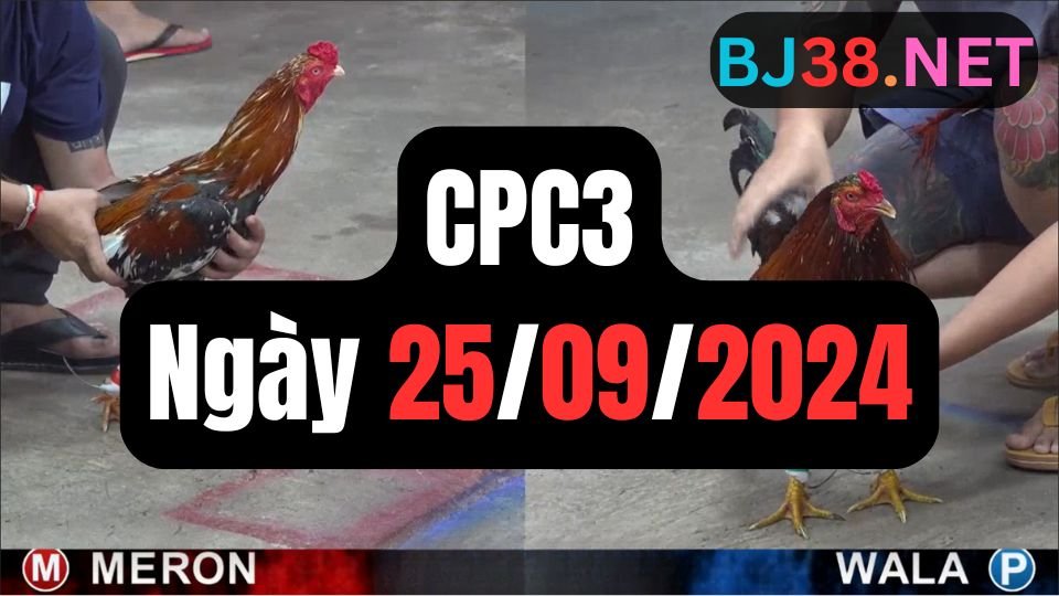 Trực tiếp đá gà thomo CPC3 ngày 25-09-2024