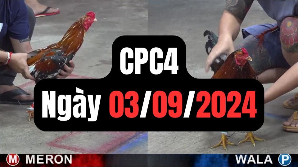 Trực tiếp đá gà thomo CPC4 ngày 03-09-2024