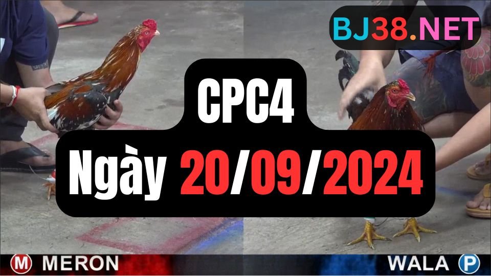 Trực tiếp đá gà thomo CPC4 ngày 20-09-2024