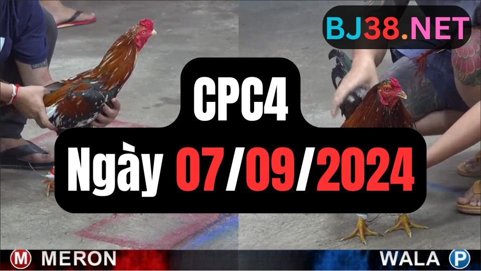 Trực tiếp đá gà thomo CPC4 ngày 07-09-2024