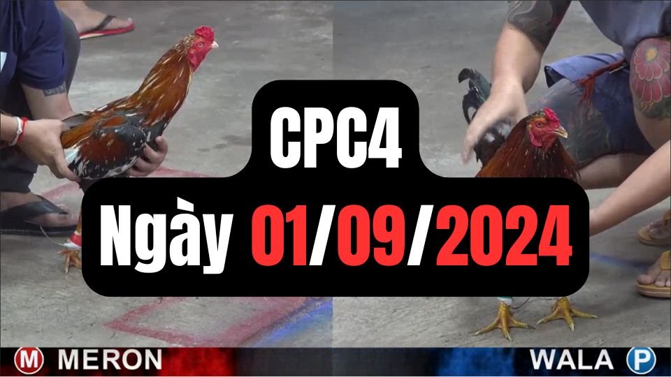 Trực tiếp đá gà thomo CPC4 ngày 01-09-2024