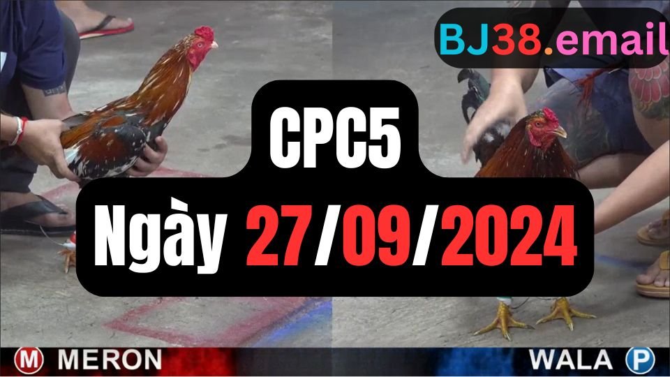 Trực tiếp đá gà thomo CPC5 ngày 27-09-2024