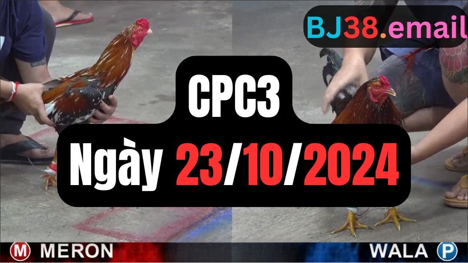 Trực tiếp đá gà thomo CPC3 ngày 23-10-2024
