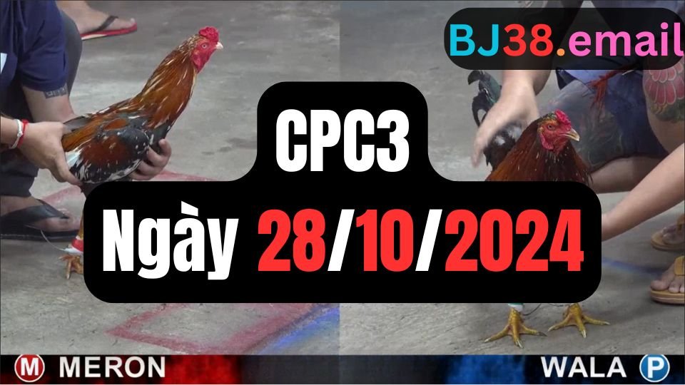 Trực tiếp đá gà thomo CPC3 ngày 28-10-2024