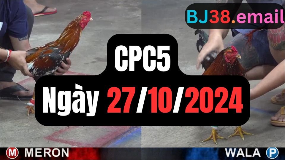 Trực tiếp đá gà thomo CPC5 ngày 27-10-2024