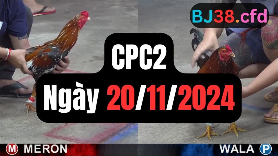 Trực tiếp đá gà thomo CPC2 ngày 20-11-2024