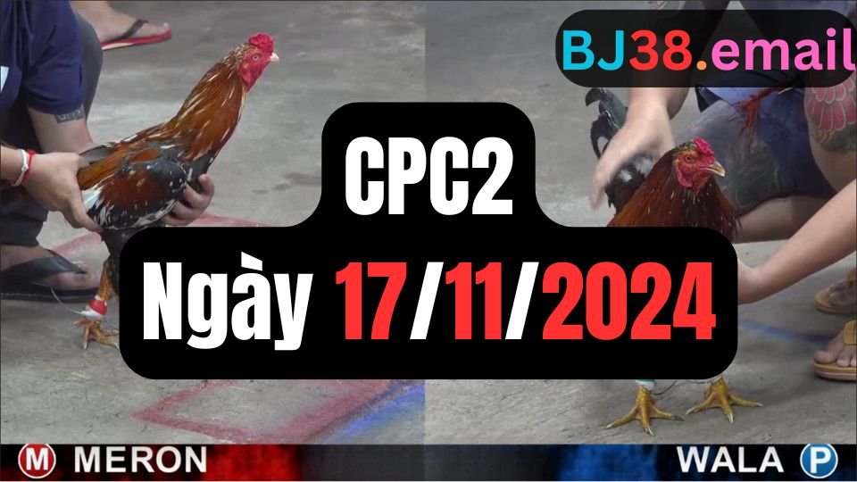 Trực tiếp đá gà thomo CPC2 ngày 17-11-2024
