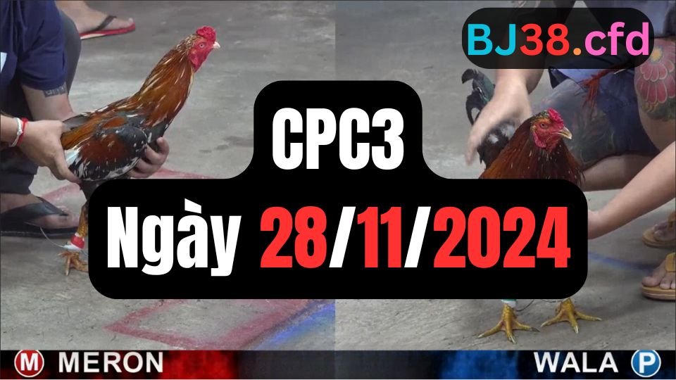 Trực tiếp đá gà thomo CPC3 ngày 29-11-2024