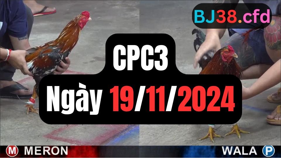 Trực tiếp đá gà thomo CPC3 ngày 19-11-2024