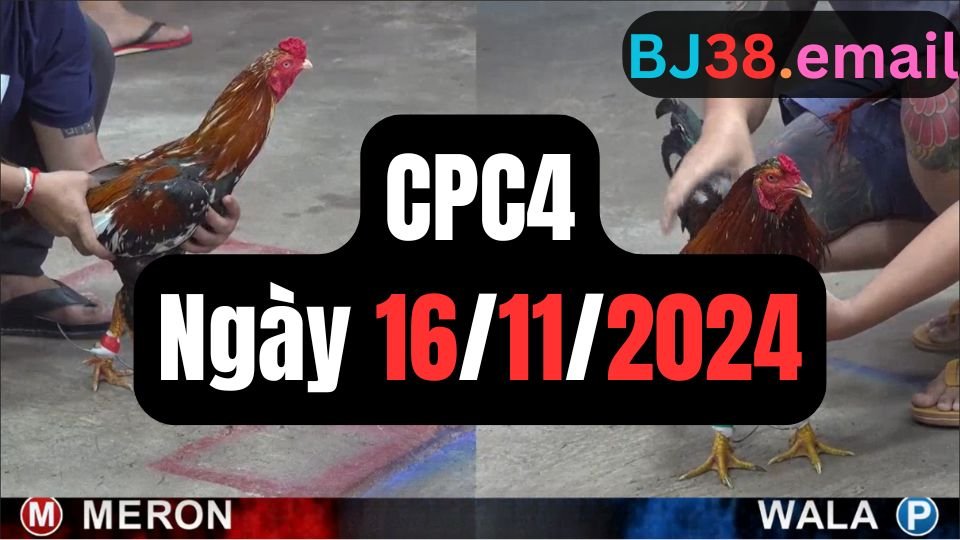 Trực tiếp đá gà thomo CPC4 ngày 16-11-2024