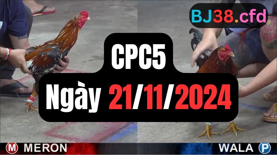 Trực tiếp đá gà thomo CPC5 ngày 21-11-2024