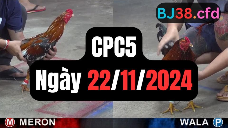 Trực tiếp đá gà thomo CPC5 ngày 22-11-2024