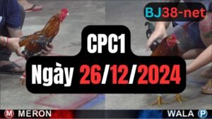 Trực tiếp đá gà thomo CPC1 ngày 26-12-2024