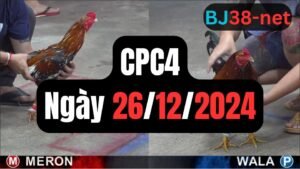 Trực tiếp đá gà thomo CPC4 ngày 26-12-2024